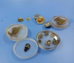张越课题组利用采集到的岩相海洋生物标本制作成水晶标本